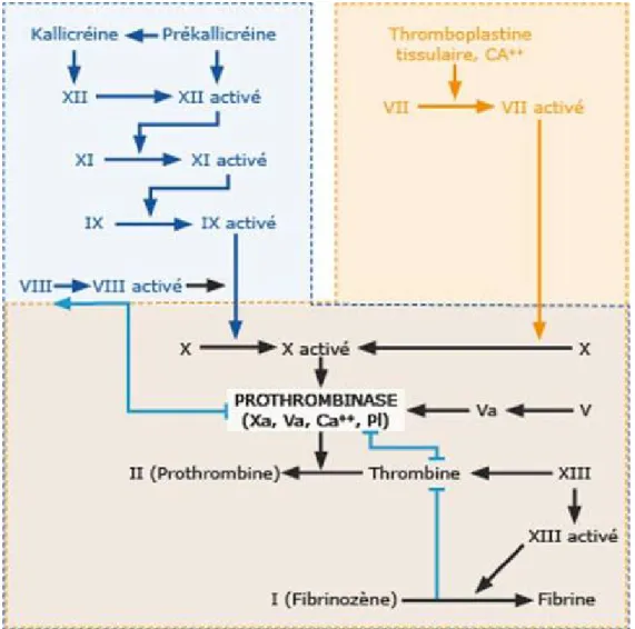 Figure 3 : Cascade de coagulation  