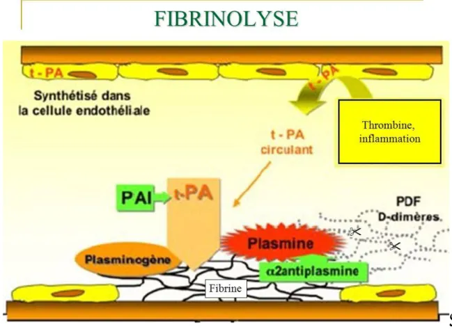 Figure 4 : La fibrinolyse 