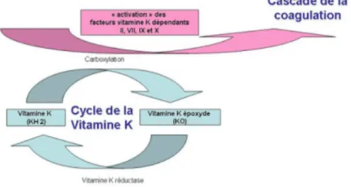 Figure 5 : Mécanisme d’action des AVK   Scores d’initiation des anticoagulants : 