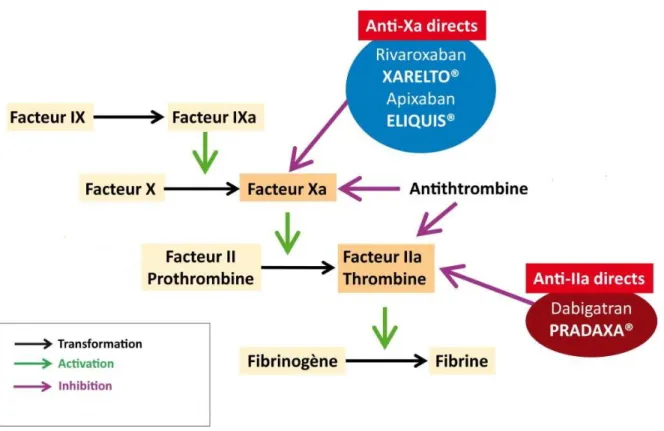 Figure 6 : Mécanisme d’action des AODS 