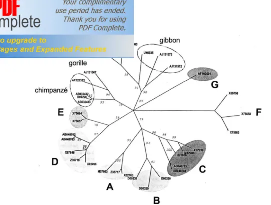 Fig. 1. Analyse phylogénétique de souches de VHB infectant les primates. Tous les isolats  sont indiqués par leur numéro d’accession à la GenBank