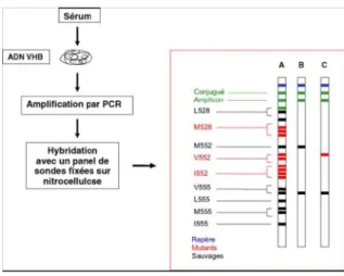 Fig. 15 : Principe du test INNO-LiPA appliqué à la recherche des mutations de  résistance à la lamivudine