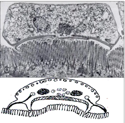 Figure 7 : Fixation de Giardia à la surface des entérocytes (59,77) 