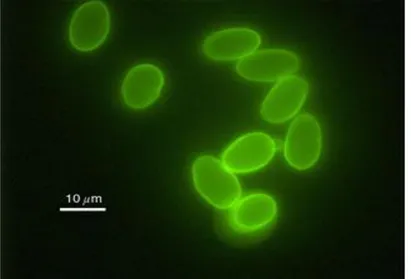 Figure 10 : Kyste de Giardia intestinalis  Observés par microscope à fluorescence  