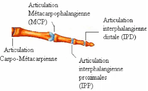 Figure 3- Articulations d’un doigt 