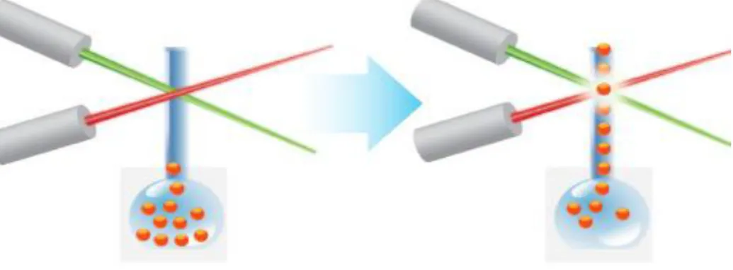 Figure  10  :  Les  lasers  qui  excitent  les  fluorochromes  incorporés  dans  les  billes  et  la  phycoérythrine couplées à l’anti-IgG de détection [64]  
