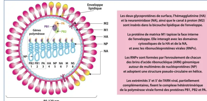 Figure 1 : Structure schématique d’un virus influenza de type A[1] 