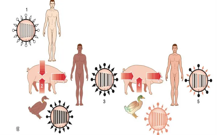 Figure  4.  Réassortiment  de  segments  génomiques :  mécanisme  hypothétique  chez  l’homme  de  l’apparition des sous-types A(H2N2) puis A(H3N2) comme épisode fondamental des pandémies de  grippe asiatique (1957) et de grippe de Hong Kong (1968)[5]