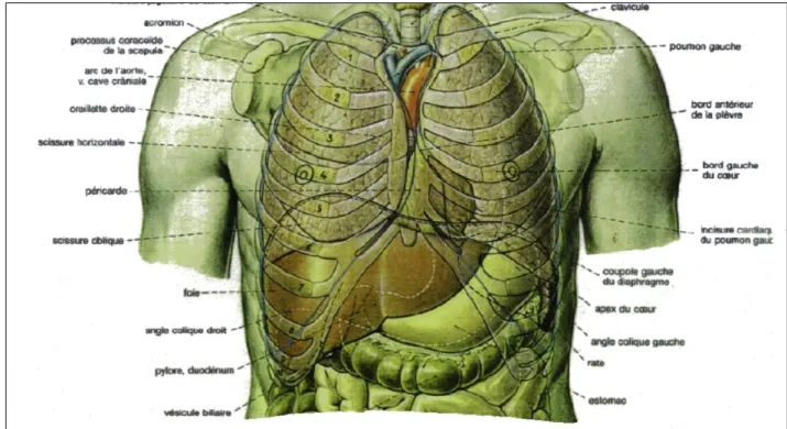 Figure 1: Rapports du foie [10]. 