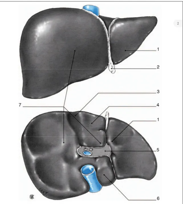 Figure 2: Vue antérieure et inférieure du foie [11]. 