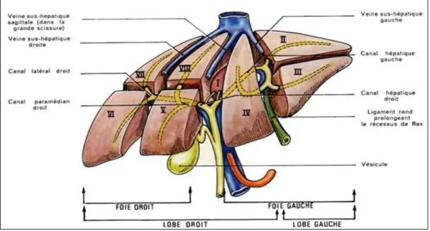 Figure 3: Segmentation du foie [14]. 