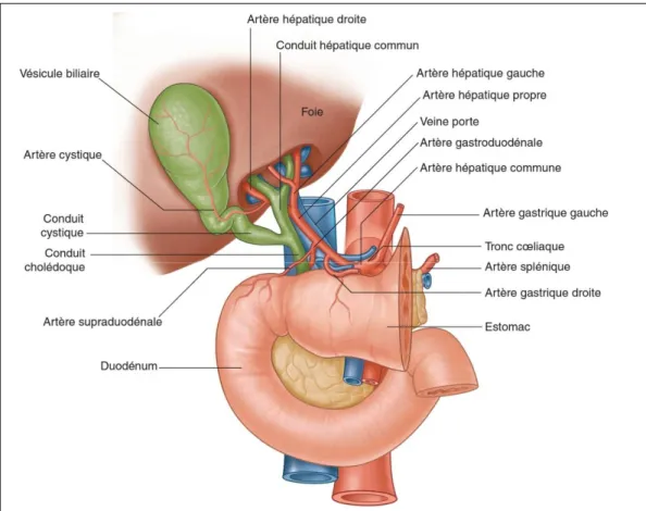 Figure 4: Vascularisation du foie [16]. 