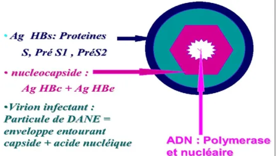 Figure 6: Particule du virus de l’hépatite B (Dane) [51]. 