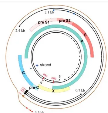 Figure 8: Génome du virus de l'hépatite B [58]. 