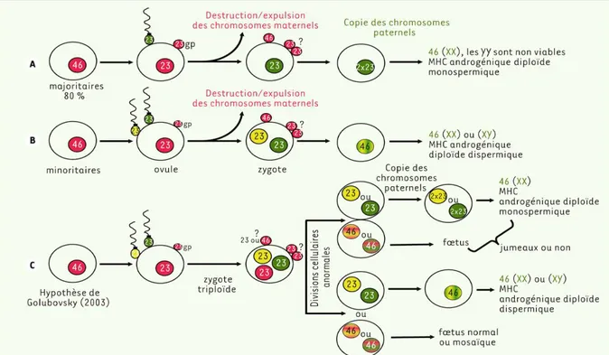 Figure 11: Mécanismes envisagés pour l’origine des chromosomes des môles  hydatiformes complètes