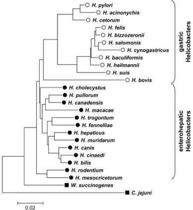 Figure 2 : Arbre phylogénique des bactéries du genre Helicobacter [4] 