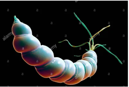 Figure 4 : Image 3D du H.pylori [6] 