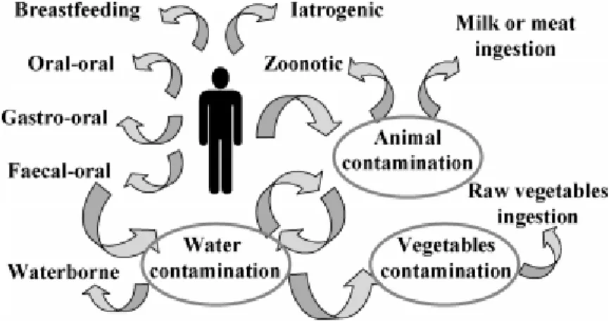 Figure 9 : Voies de transmission d’H. pylori [19] 