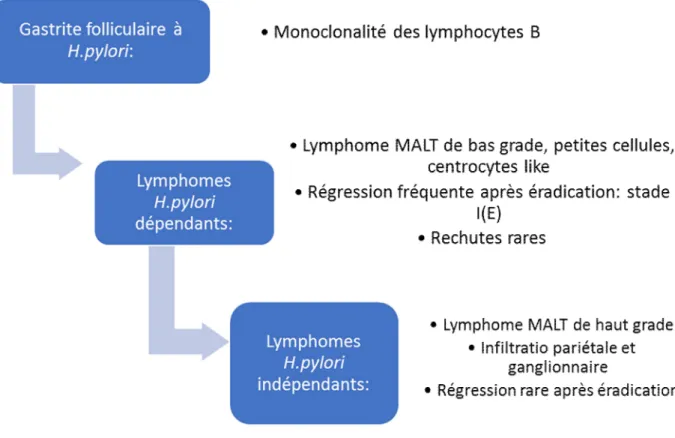 Figure 13 : Rapport entre lymphome gastrique du MALT et infection à H.pylori [42] 