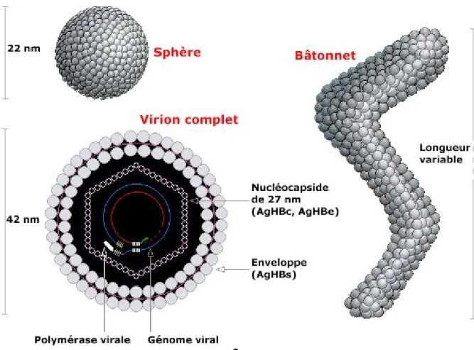 Figure 2 : Structure des différentes particules du VHB[6] 