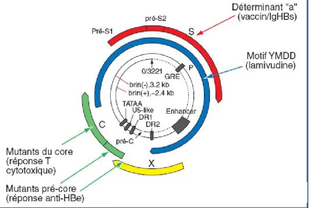 Figure  3   : Génome du VHB et principaux mutants  [7]