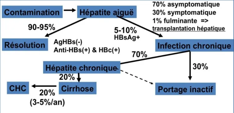 Figure 5 :  Histoire naturelle de l’infection par le virus de l’hépatite B [12]  