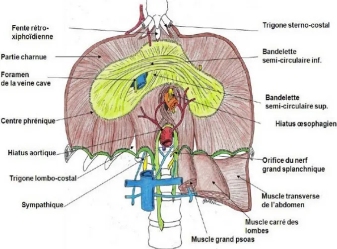 Figure 1 : vue inferieure du diaphragme [2] 