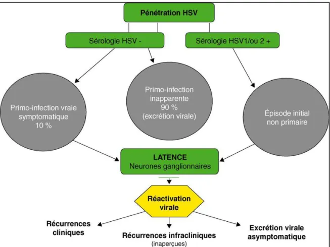 Figure 7. Cycle évolutif de l’infection herpétique [8].  