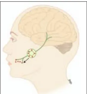 Figure 10. Réactivations de l’infection orale par HSV1 [5].  