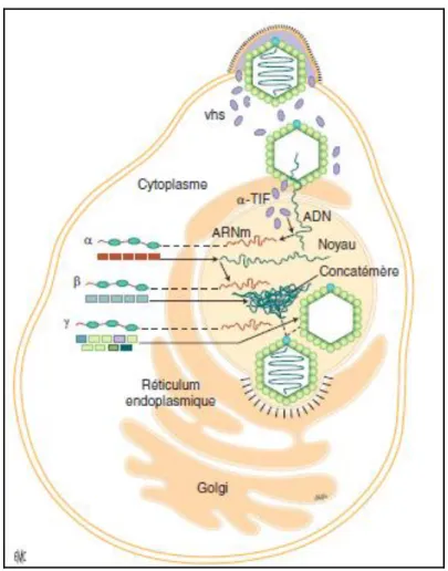 Figure 12. Cycle de réplication d’un HSV. La fusion-lyse [5]. 