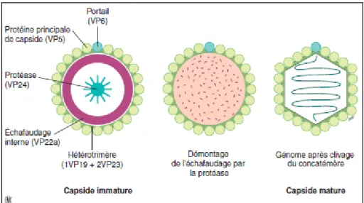 Figure 13. Morphogenèse de la capside et encapsidation de l’ADN [5]. 