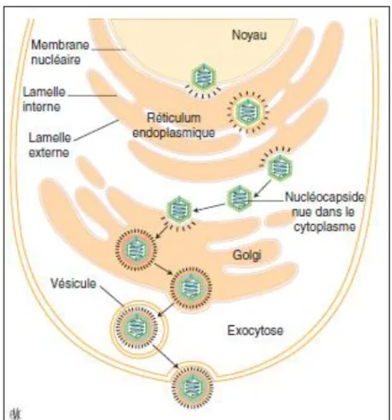 Figure 14. Enveloppement et libération des particules virales néoformées [5]. 