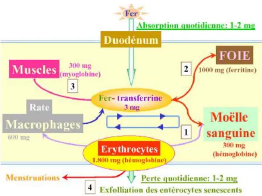 Fig. 2. Circulation du fer dans l’organisme. [1,36] 
