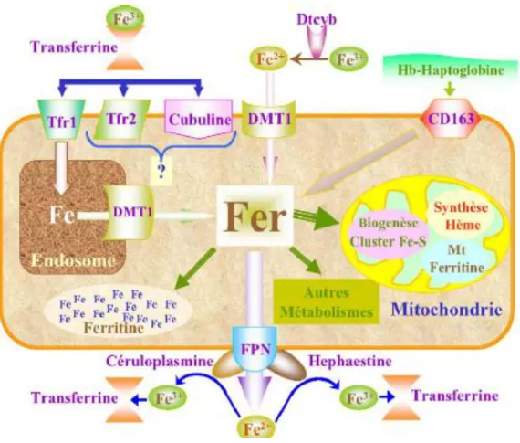 Fig. 4. Absorption du fer au niveau cellulaire [95,96-102]. 