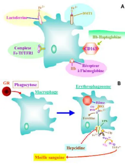 Fig. 5. Relation entre le fer et le système réticuloendothélial [72, 73]. 