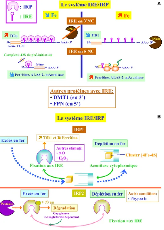 Fig. 6. Principes de la régulation post-transcriptionnelle par le système IRE/IRP [32]