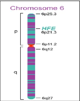 Figure 7 : représentation du chromosome 6 montrant la localisation du gène HFE-1 [19] 