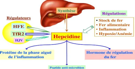 Fig. 10. Principaux rôles de l’hepcidine. 