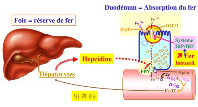 Fig. 13. Mode d’action de l’hepcidine au niveau du tube digestif. 