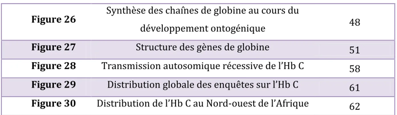 Figure 26  Synthèse des chaînes de globine au cours du 