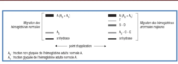 Figure 5 : Profil normal de l’électrophorèse de l’Hb sur gel d’agarose à pH alcalin. 