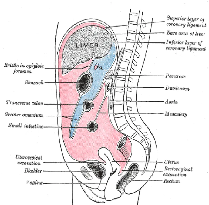 Figure n°1 : vue sagittale de l’abdomen montrant la cavité péritonéale [1] 