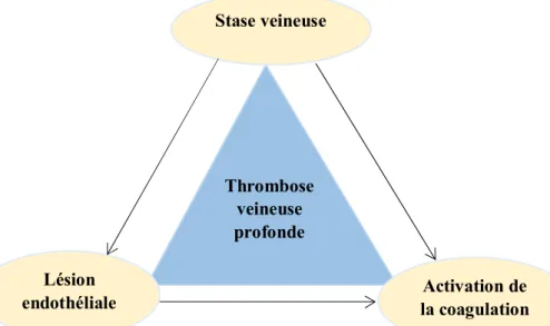 Figure 3 : Triade de Virchow Thrombose veineuse profonde Stase veineuse  Activation de  la coagulation   Lésion endothéliale 