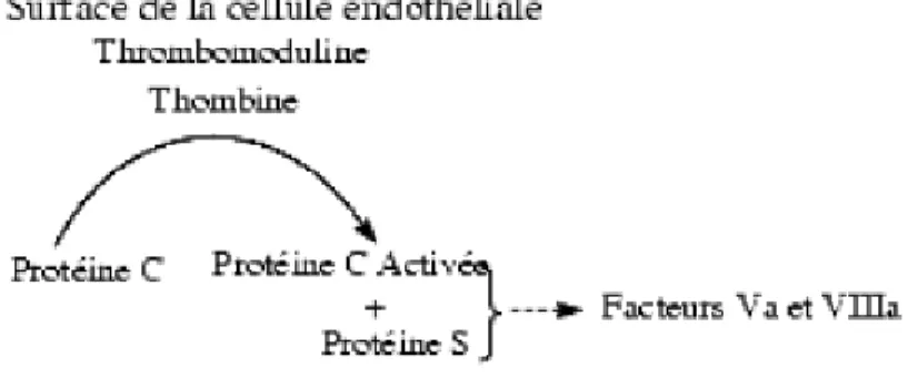 Figure 6 : Rôle de la protéine C [56]. 