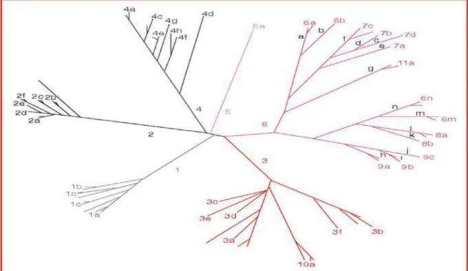 Fig 6 : Arbre phylogénique représentant les différents génotypes et sous-types du VHC  (d’après Simmonds) [17]