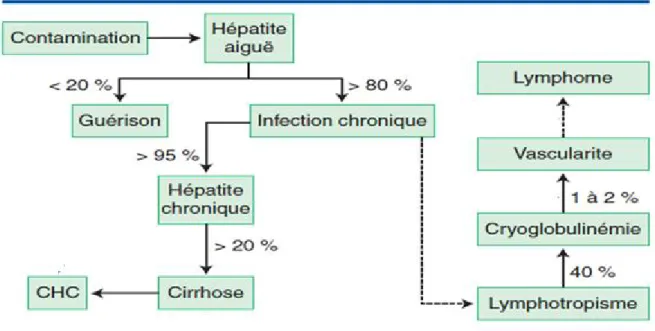 Fig 7 : Histoire naturelle de l’infection virale C .CHC : Carcinome hépatocellulaire [38] 