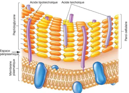 Figure 8:Structure de la paroi des bactéries à Gram positif  [2]. 
