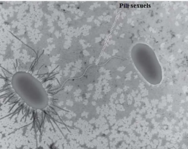 Figure 13:Pili sexuel chez Escherichia coli au cours du phénomène de conjugaison [2]. 