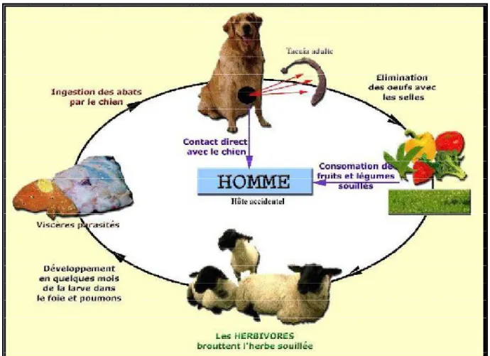 Figure 6: Cycle parasitaire de l’Echinococcus granulosus  [12] . 