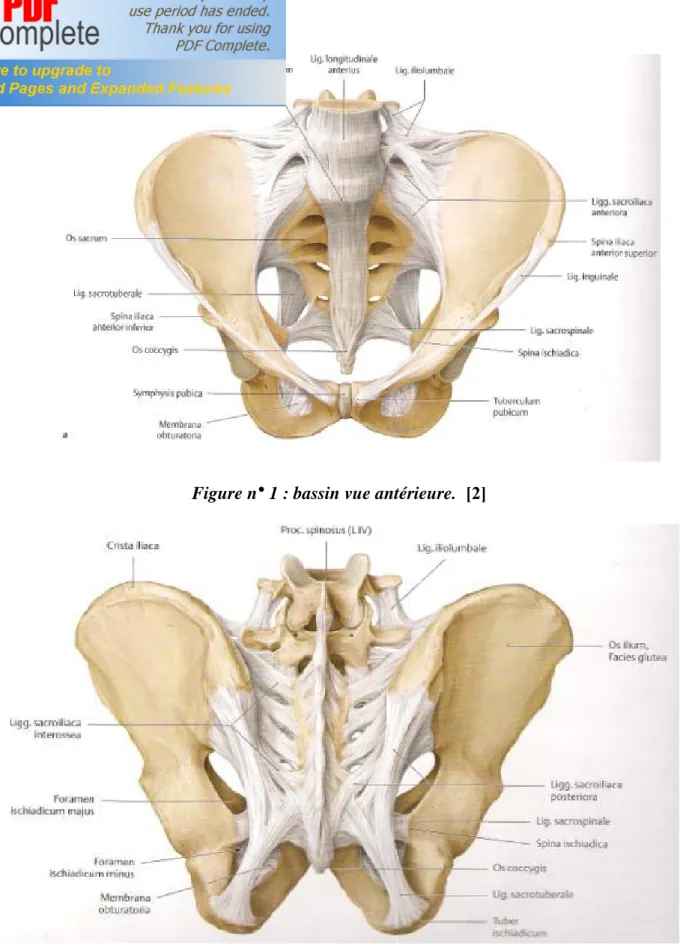 Figure n°  2 : bassin vue postérieure. [2] 